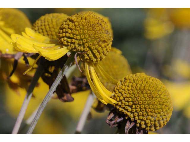 Helenium autumnale (Common sneezeweed) #62303