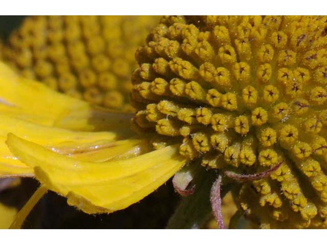 Helenium autumnale (Common sneezeweed) #62305