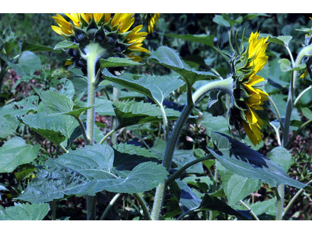 Helianthus annuus (Common sunflower) #62319
