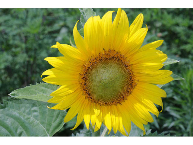 Helianthus annuus (Common sunflower) #62320