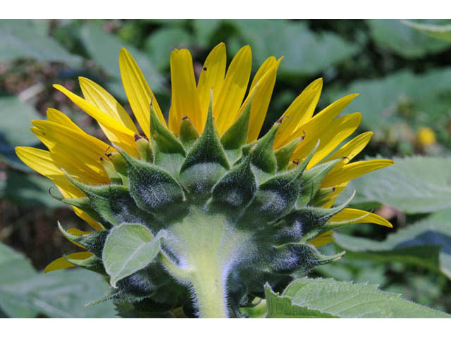 Helianthus annuus (Common sunflower) #62321