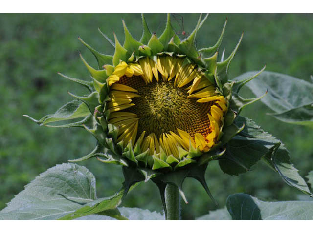 Helianthus annuus (Common sunflower) #62322