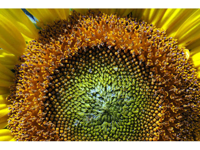 Helianthus annuus (Common sunflower) #62323