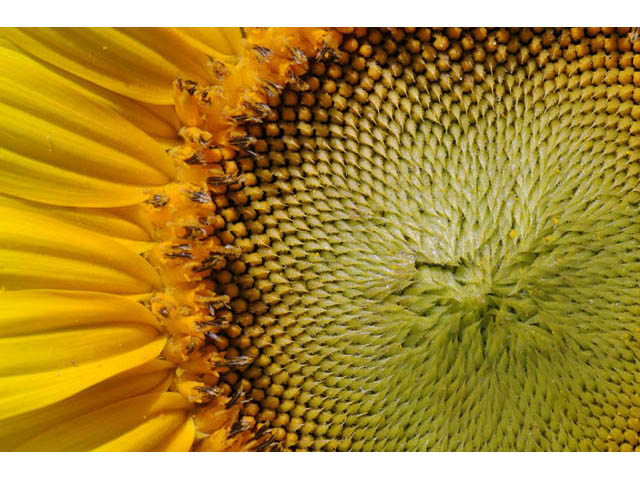 Helianthus annuus (Common sunflower) #62324