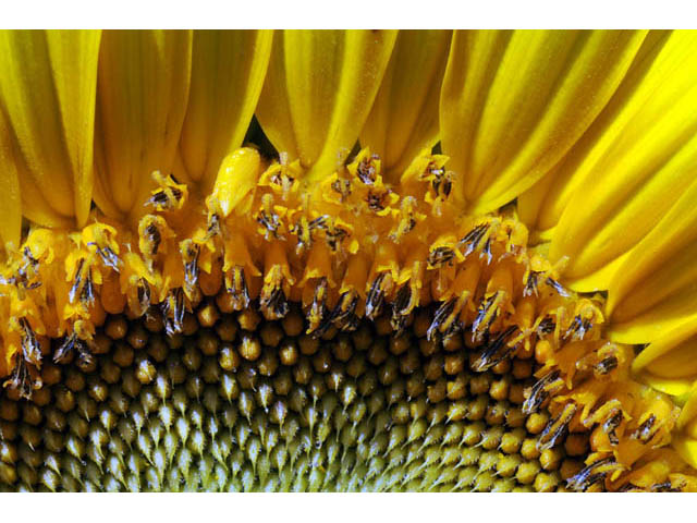 Helianthus annuus (Common sunflower) #62325