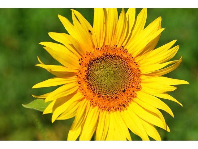 Helianthus annuus (Common sunflower) #62328