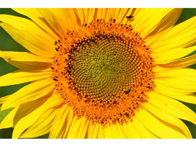 Helianthus annuus (Common sunflower) #62329