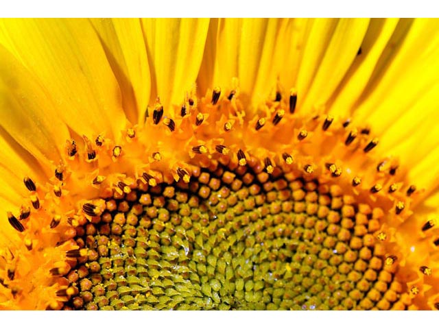 Helianthus annuus (Common sunflower) #62330