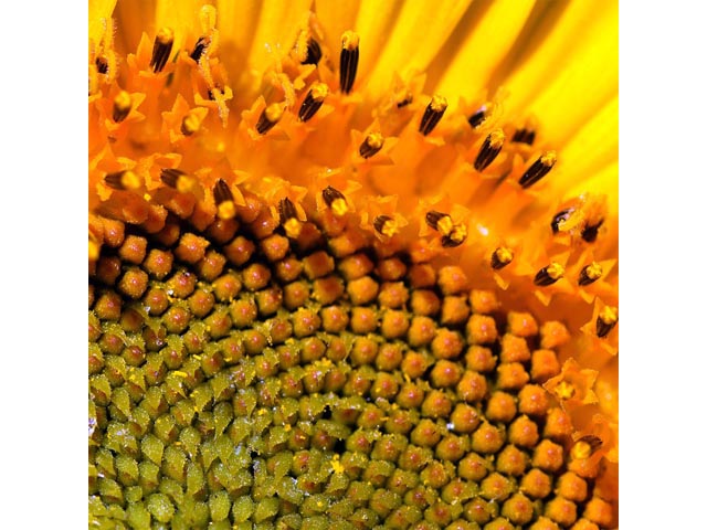Helianthus annuus (Common sunflower) #62331