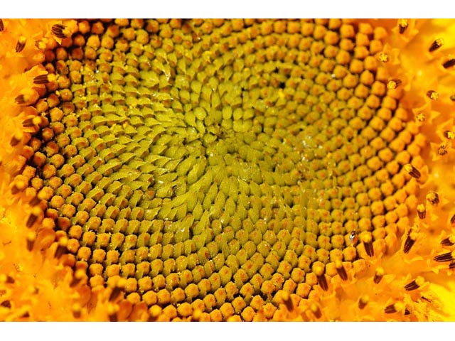 Helianthus annuus (Common sunflower) #62333
