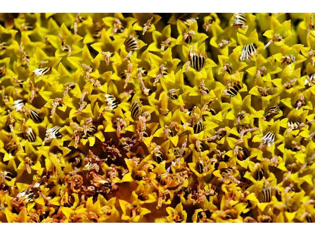 Helianthus annuus (Common sunflower) #62334