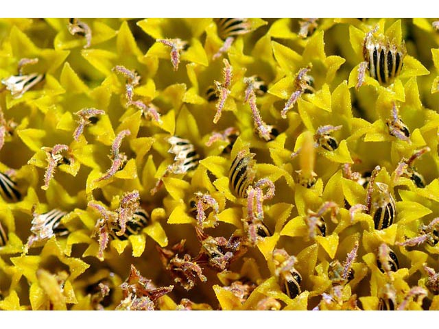 Helianthus annuus (Common sunflower) #62335