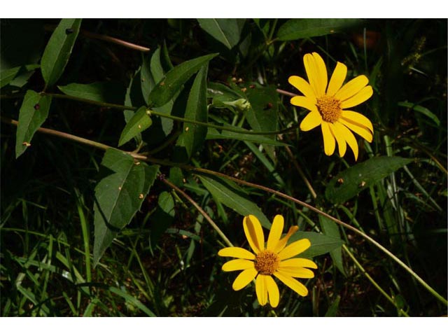 Helianthus divaricatus (Woodland sunflower) #62336