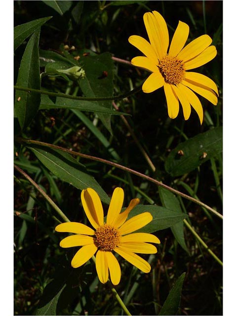 Helianthus divaricatus (Woodland sunflower) #62337