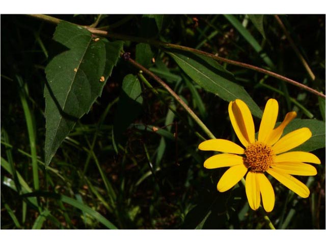 Helianthus divaricatus (Woodland sunflower) #62338
