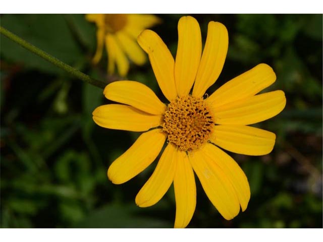 Helianthus divaricatus (Woodland sunflower) #62339