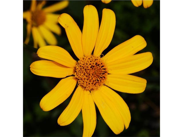 Helianthus divaricatus (Woodland sunflower) #62340