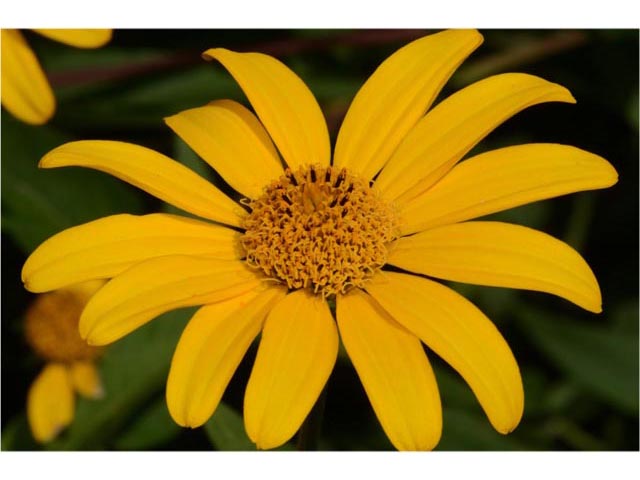 Helianthus divaricatus (Woodland sunflower) #62341
