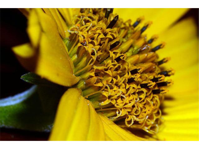 Helianthus divaricatus (Woodland sunflower) #62342