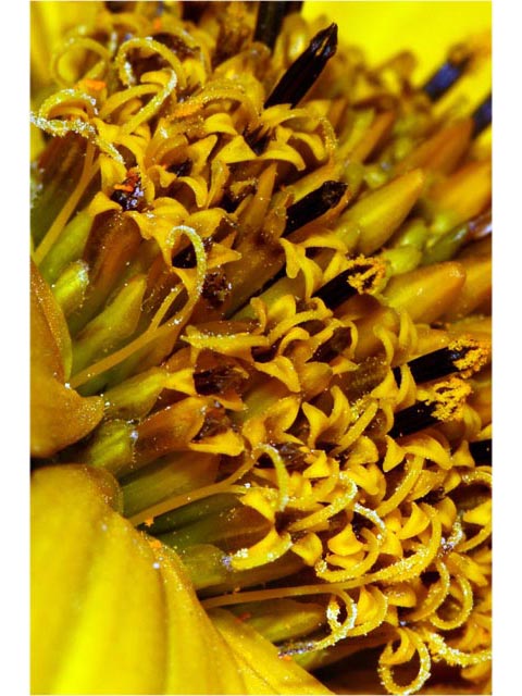 Helianthus divaricatus (Woodland sunflower) #62343