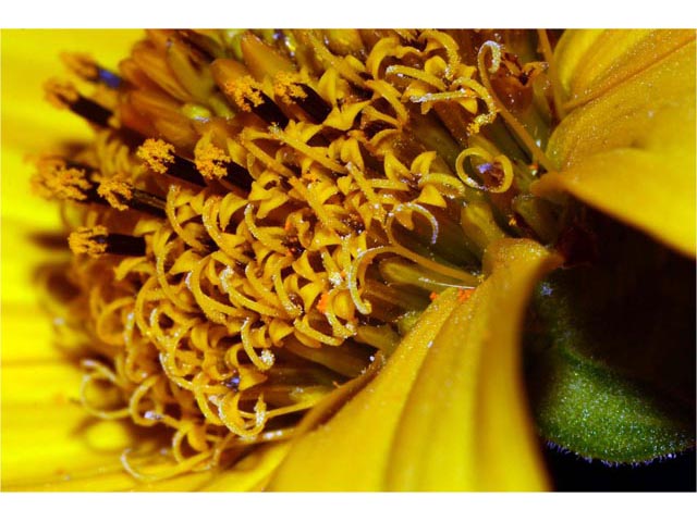 Helianthus divaricatus (Woodland sunflower) #62344
