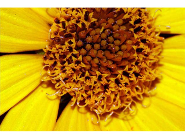 Helianthus divaricatus (Woodland sunflower) #62346