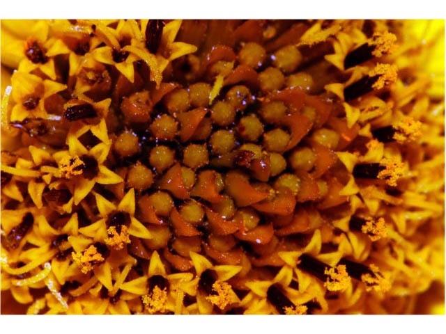 Helianthus divaricatus (Woodland sunflower) #62347