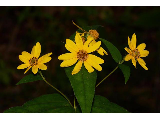 Helianthus divaricatus (Woodland sunflower) #62353