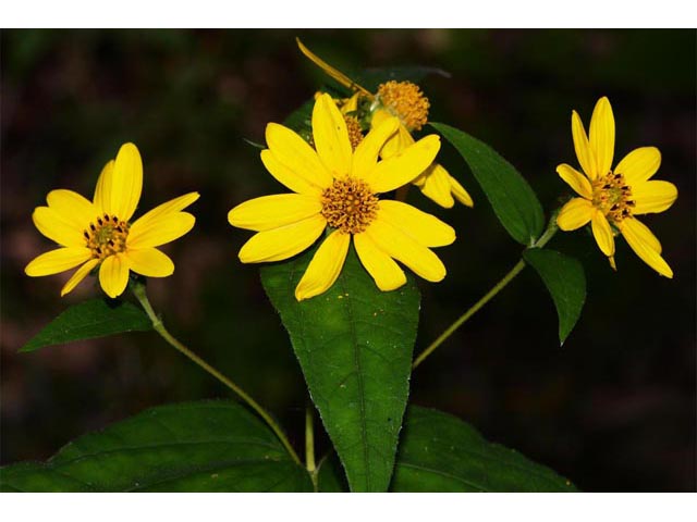 Helianthus divaricatus (Woodland sunflower) #62354