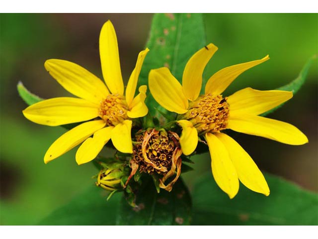Helianthus divaricatus (Woodland sunflower) #62355