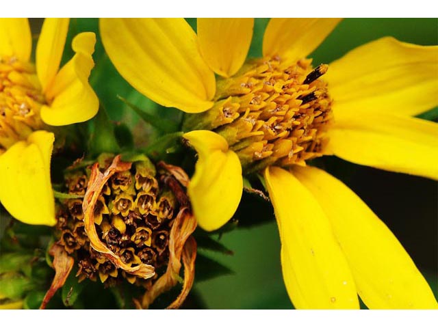 Helianthus divaricatus (Woodland sunflower) #62356