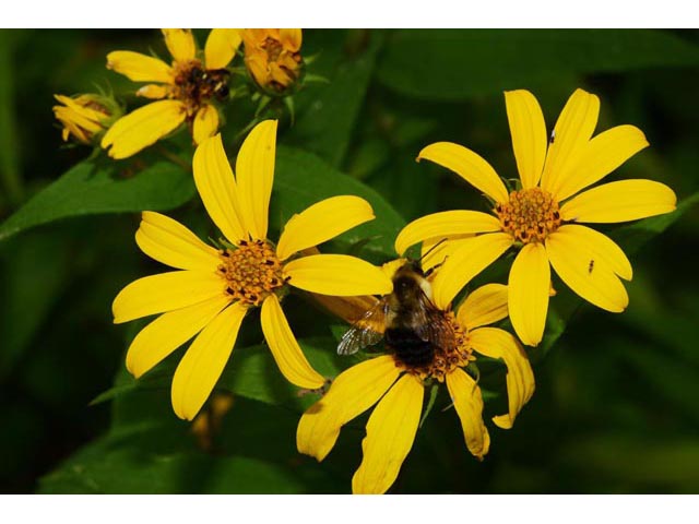 Helianthus divaricatus (Woodland sunflower) #62357