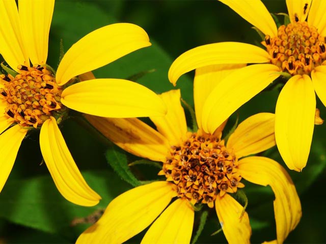 Helianthus divaricatus (Woodland sunflower) #62359