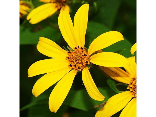 Helianthus divaricatus (Woodland sunflower) #62360