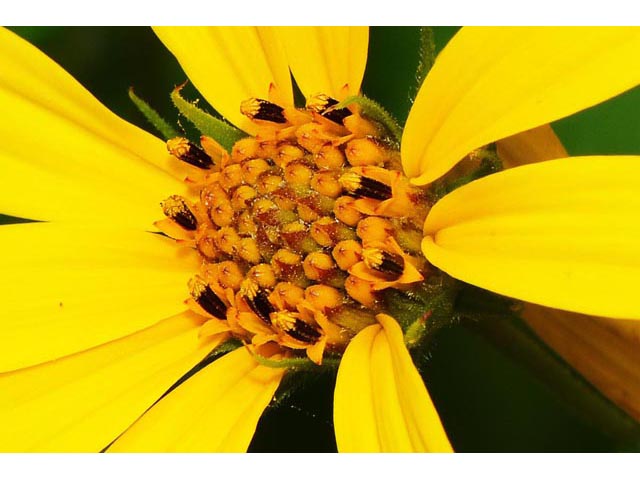 Helianthus divaricatus (Woodland sunflower) #62361