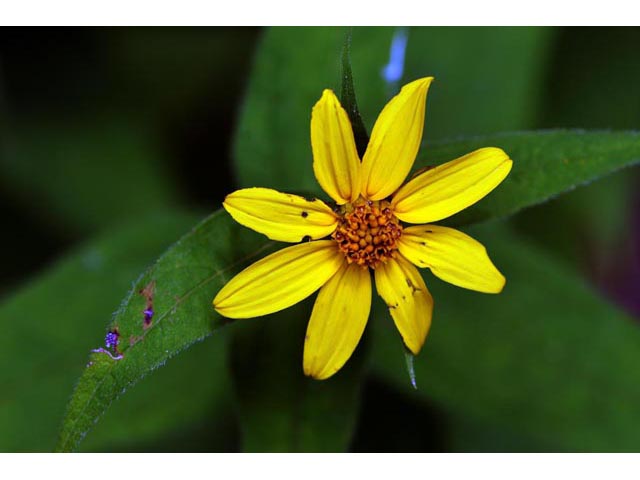 Helianthus divaricatus (Woodland sunflower) #62362