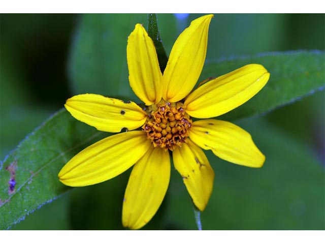 Helianthus divaricatus (Woodland sunflower) #62363