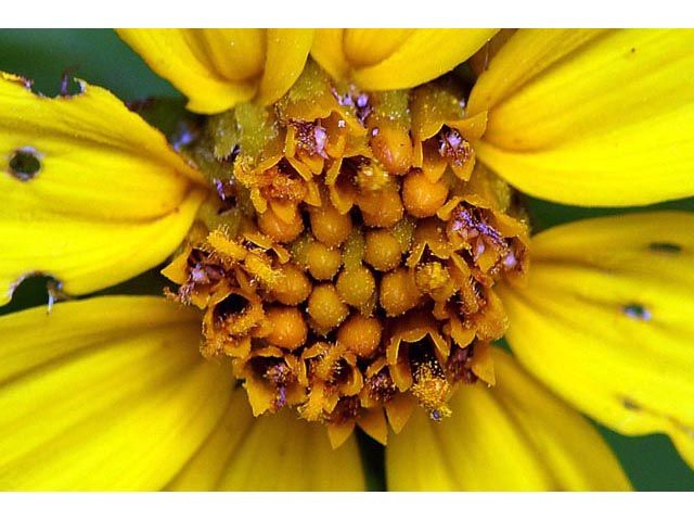 Helianthus divaricatus (Woodland sunflower) #62364