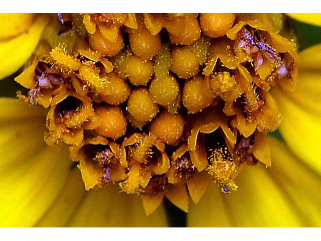 Helianthus divaricatus (Woodland sunflower) #62365