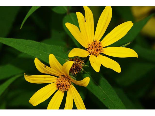 Helianthus divaricatus (Woodland sunflower) #62366