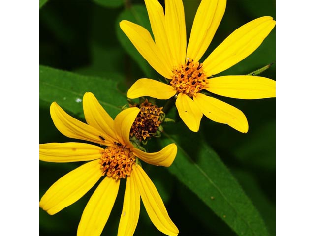 Helianthus divaricatus (Woodland sunflower) #62367