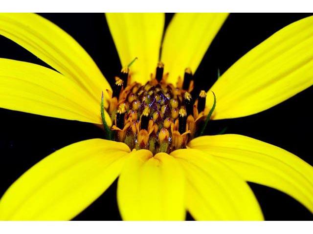 Helianthus divaricatus (Woodland sunflower) #62368