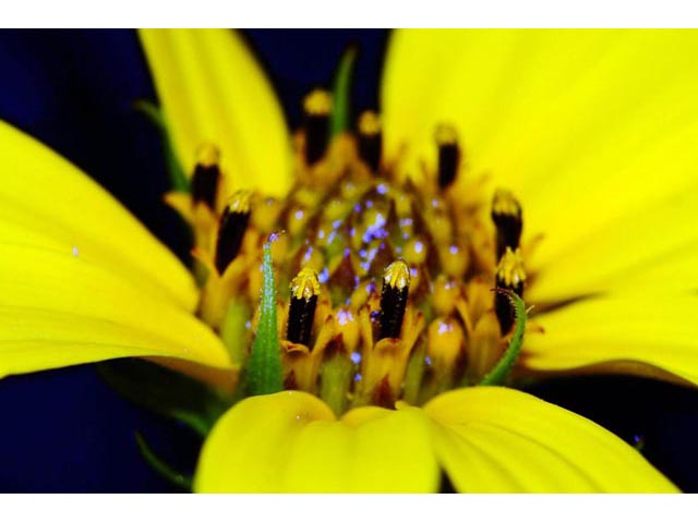 Helianthus divaricatus (Woodland sunflower) #62369