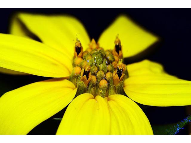 Helianthus divaricatus (Woodland sunflower) #62370