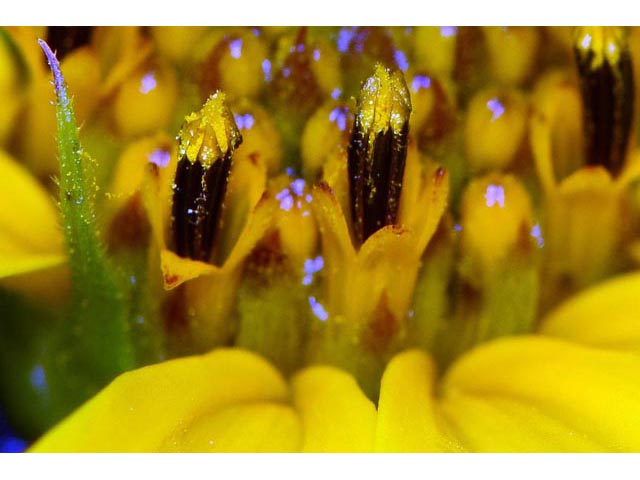 Helianthus divaricatus (Woodland sunflower) #62371
