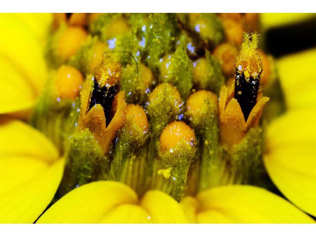 Helianthus divaricatus (Woodland sunflower) #62372