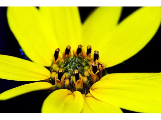 Helianthus divaricatus (Woodland sunflower) #62373
