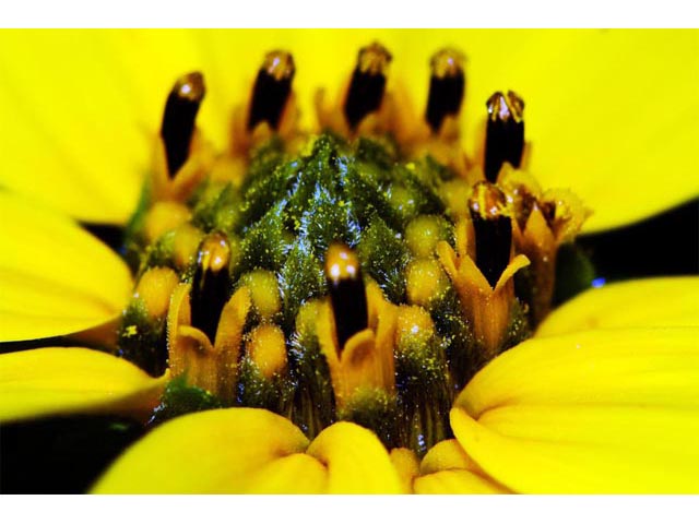 Helianthus divaricatus (Woodland sunflower) #62374