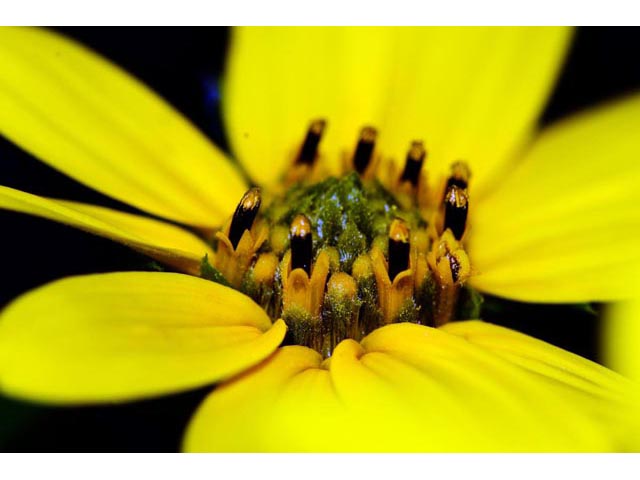 Helianthus divaricatus (Woodland sunflower) #62375