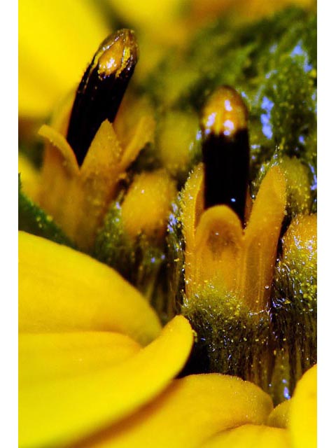 Helianthus divaricatus (Woodland sunflower) #62376